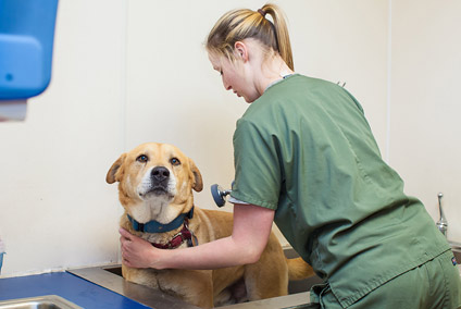 Animal Medical Center of Jefferson City