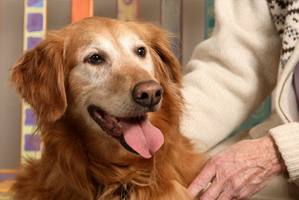 senior pet care in jefferson city, mo