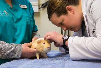 Jeff City cat vaccinations